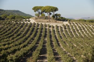 Vega Sicilia paisagem